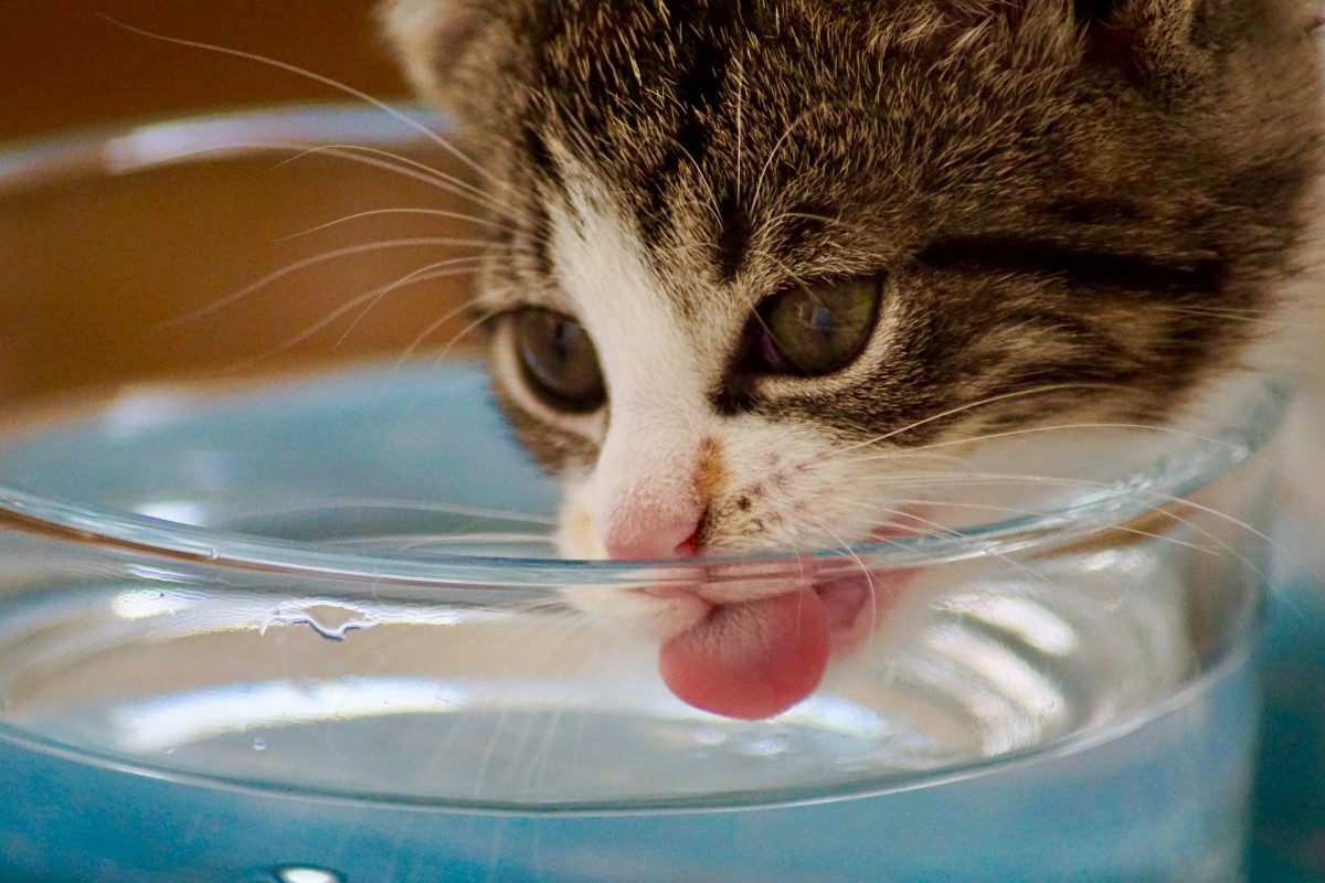 кішка п`є воду