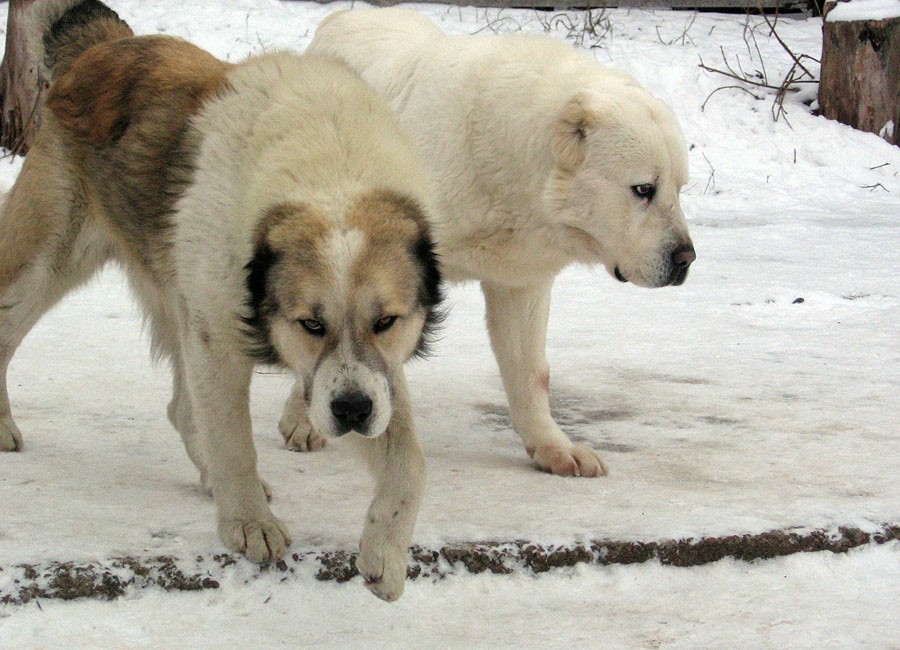 Взрослые алабаи во дворе зимой мальчик и девочка