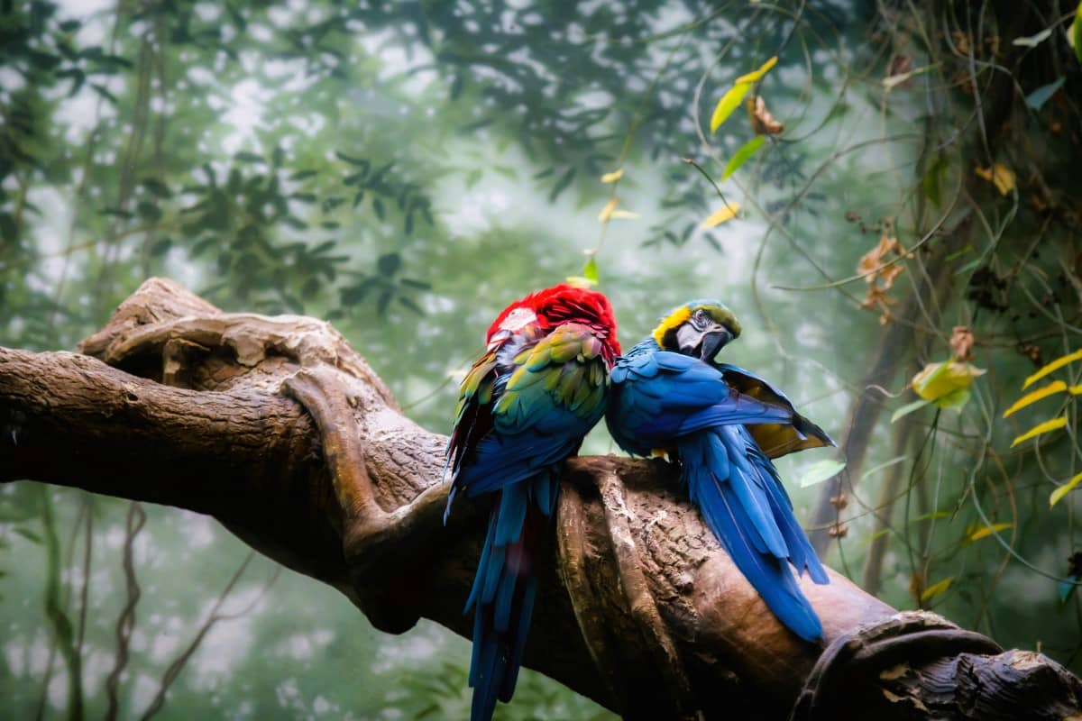 Macaws are sitting on a tree