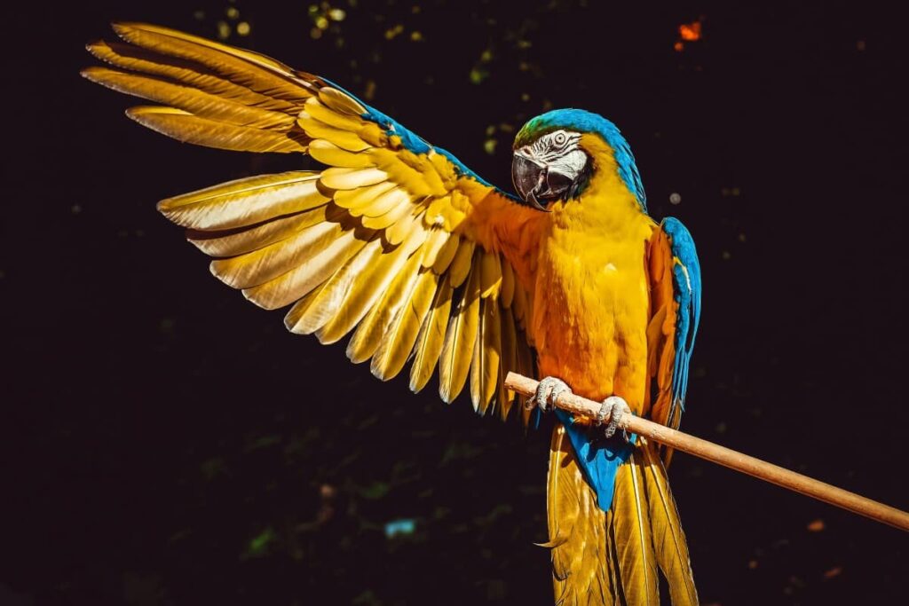Желто-голубой Ара открывает крыло