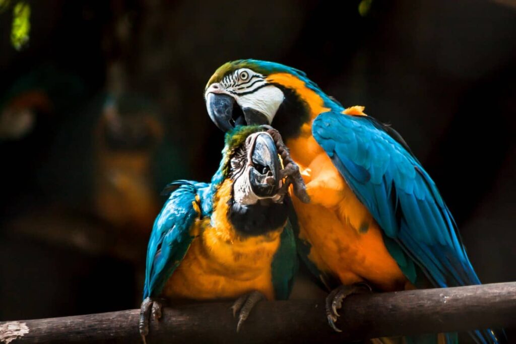 Папуги друзі на гілці