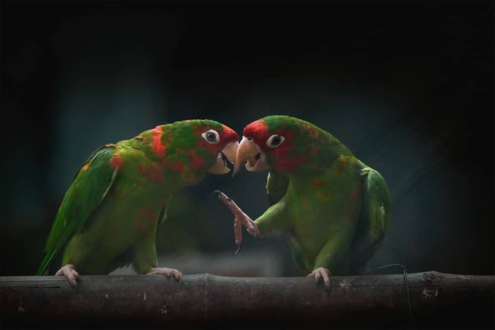 Любовные попугаи (неразлучники) флиртуют