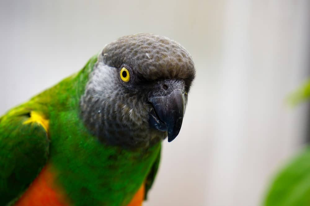 Сенегальский попугай – крупный план
