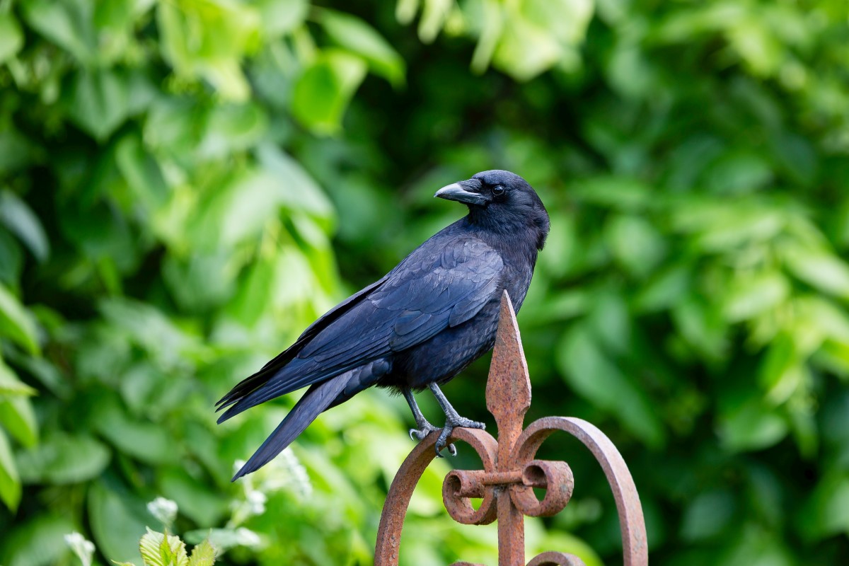 Чорний ворон сидить на паркані