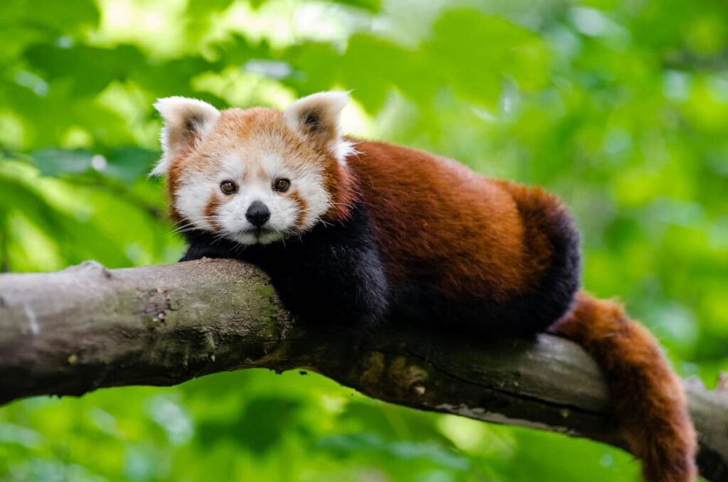 Красная панда на дереве