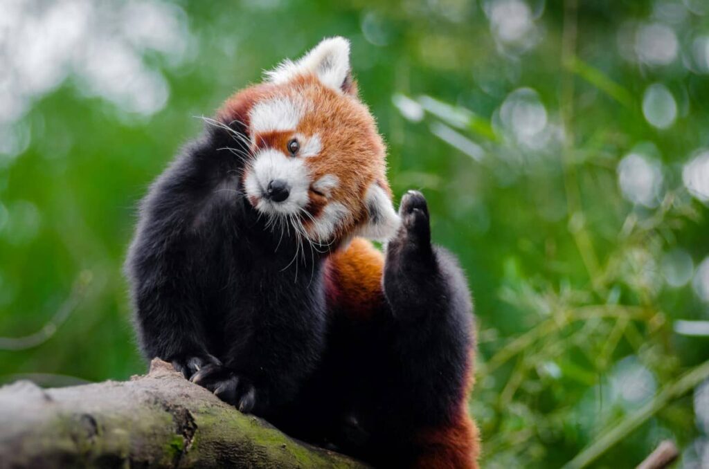 Червона панда крупним планом чухає потилицю