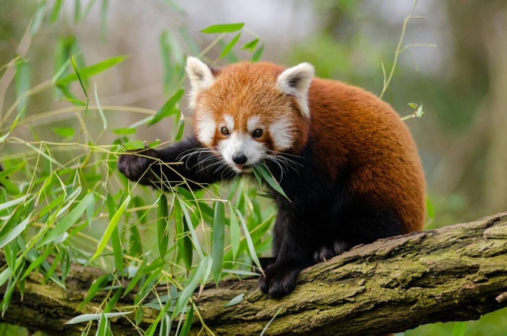 Красная панда крупным планом ест бамбук.