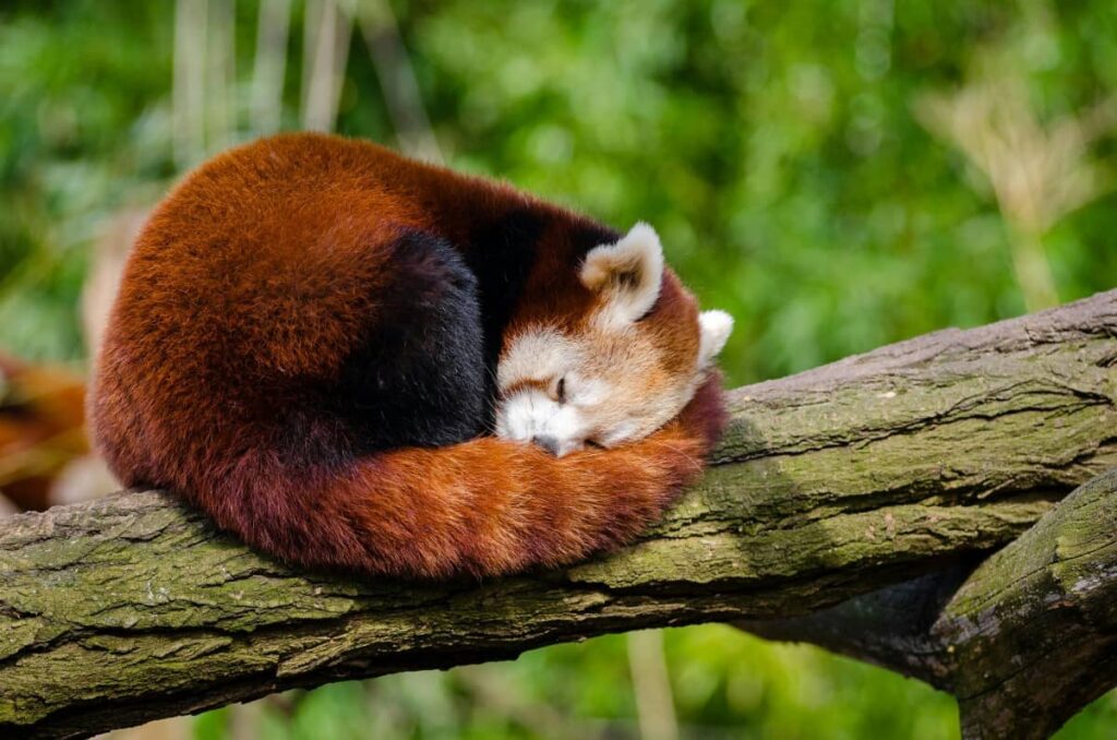 Красная панда крупным планом спит на ветке