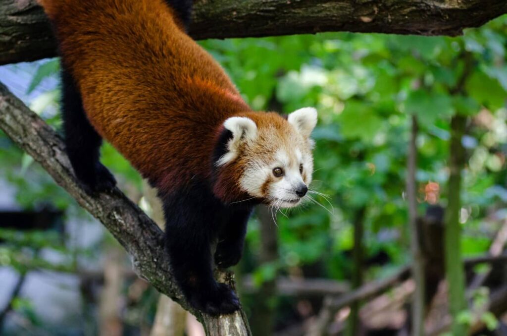 Червона панда крупним спускається по гілці