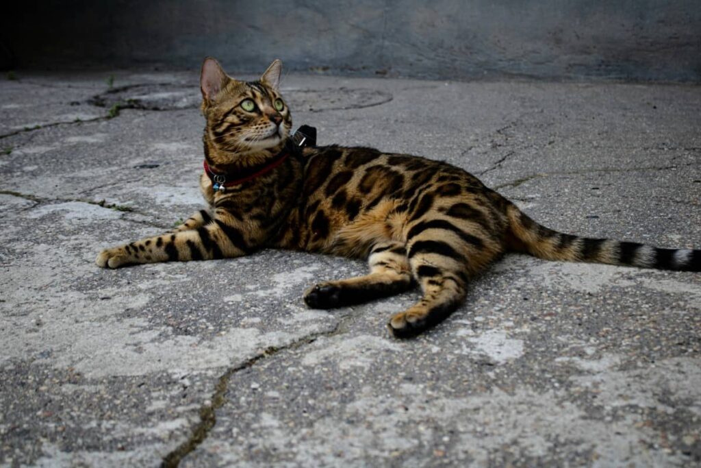 Бенгальська кішка лежить на асфальті