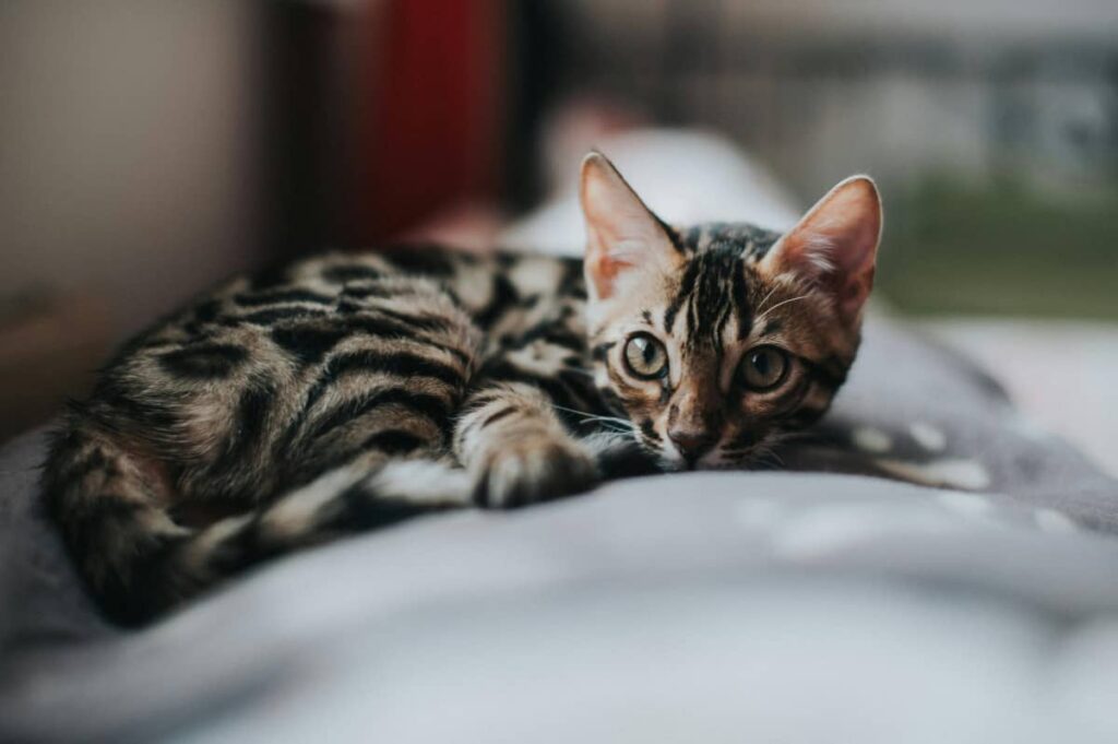 Маленька бенгальська кішка лежить на кроваті
