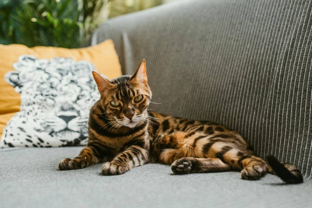 Бенгальская кошка лежит на диване