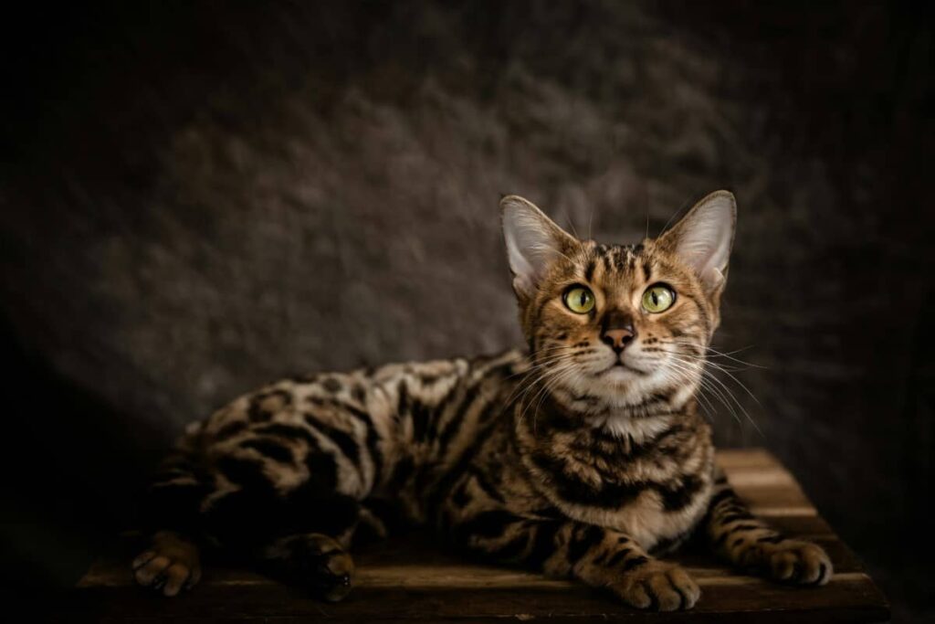 Бенгальская кошка. Удивленный взгляд