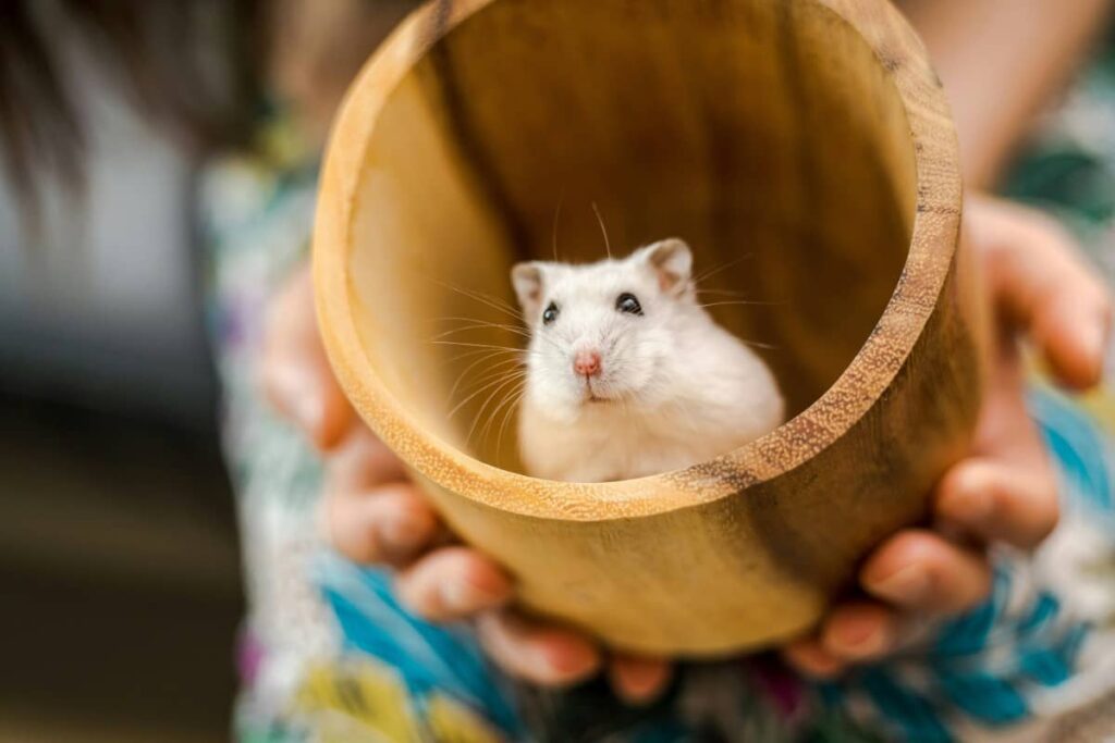 Хомяк в деревянной чаше смотрит вверх