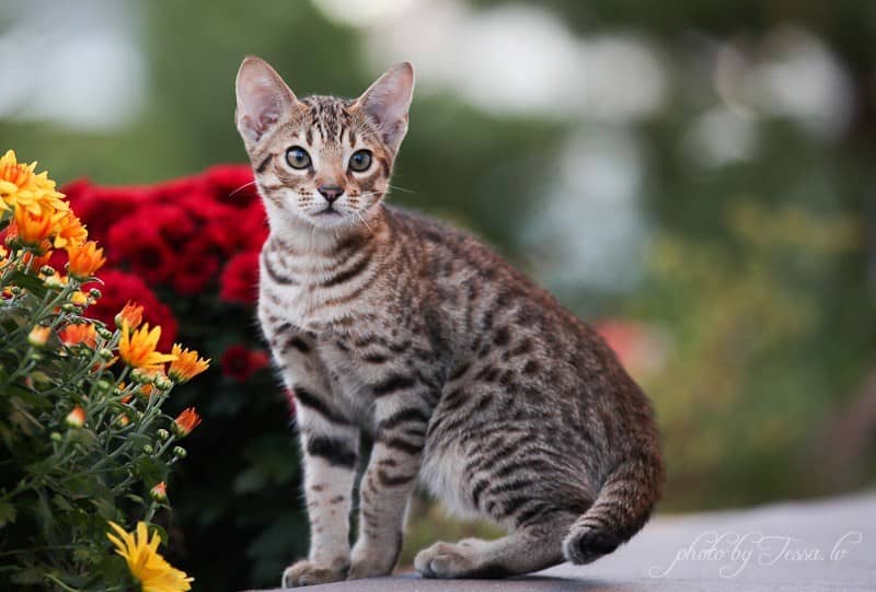 молодий сірий оцикет