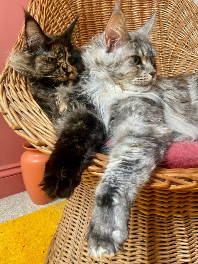 Два дружественных кота в корзине
