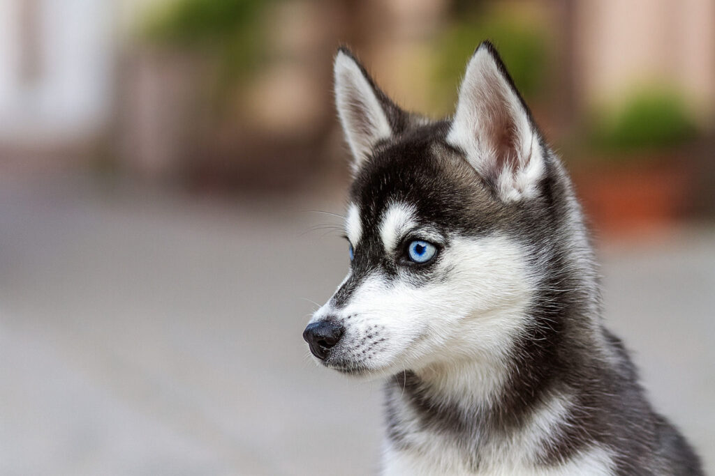 Аляскинский кли-кай голубые глаза