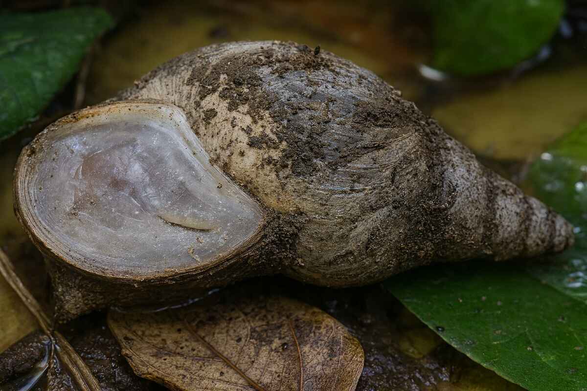 Слимак в сплячці