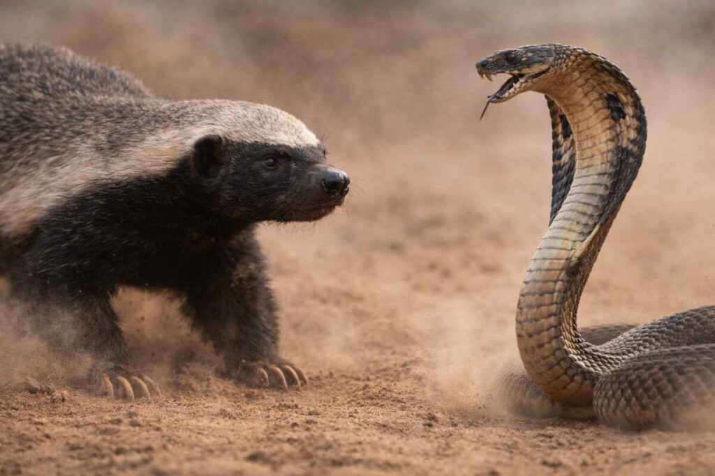 Бій медоїда з коброю: демонстрація імунітету до зміїної отрути.