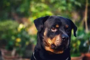 Ротвейлер на природі