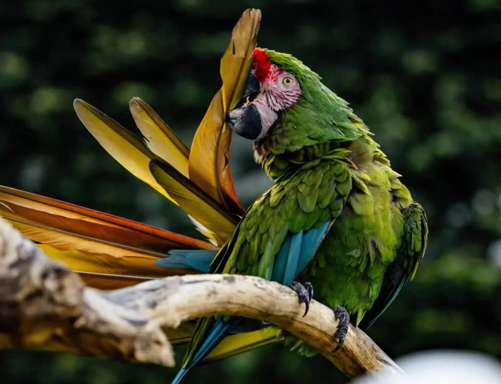 Попугай Ара чистит хвост