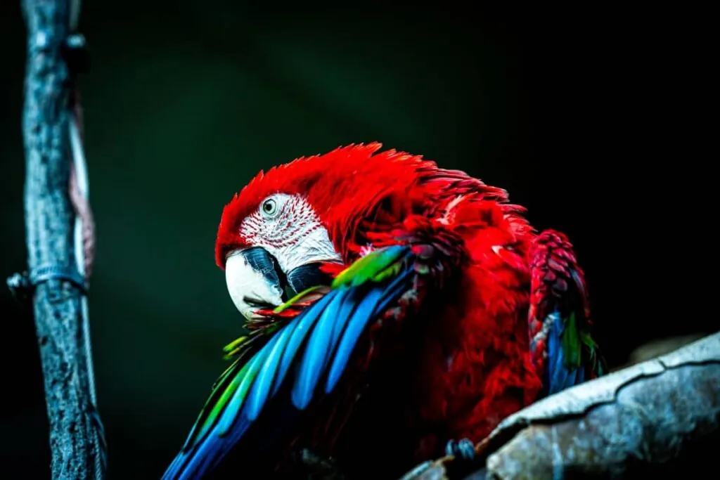 Сочное фото красного Ара