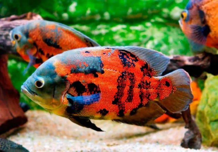 Astronotus ocellatus
