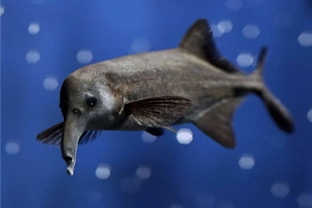 Elephantnose Fish