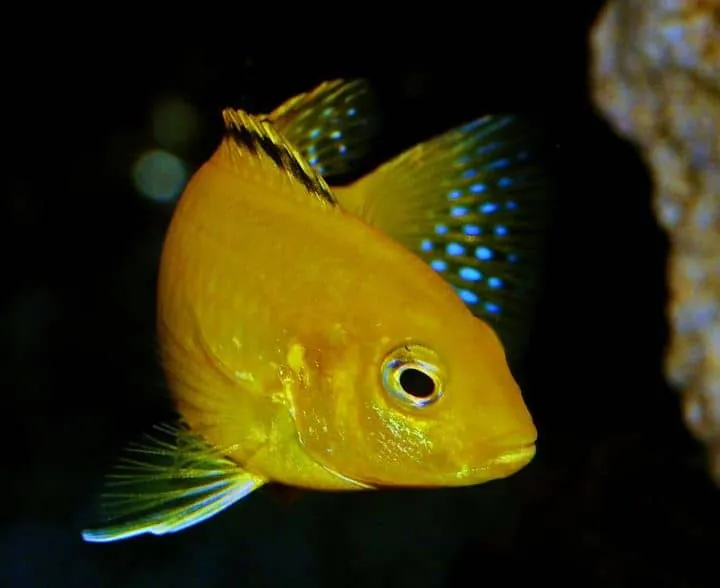African Cichlid
