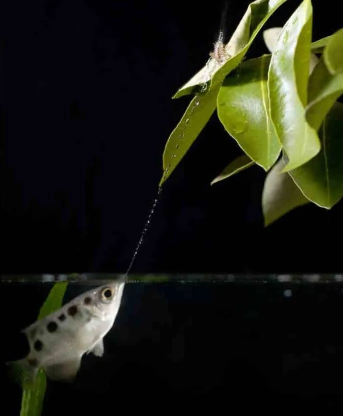 Archerfish or Toxotidae