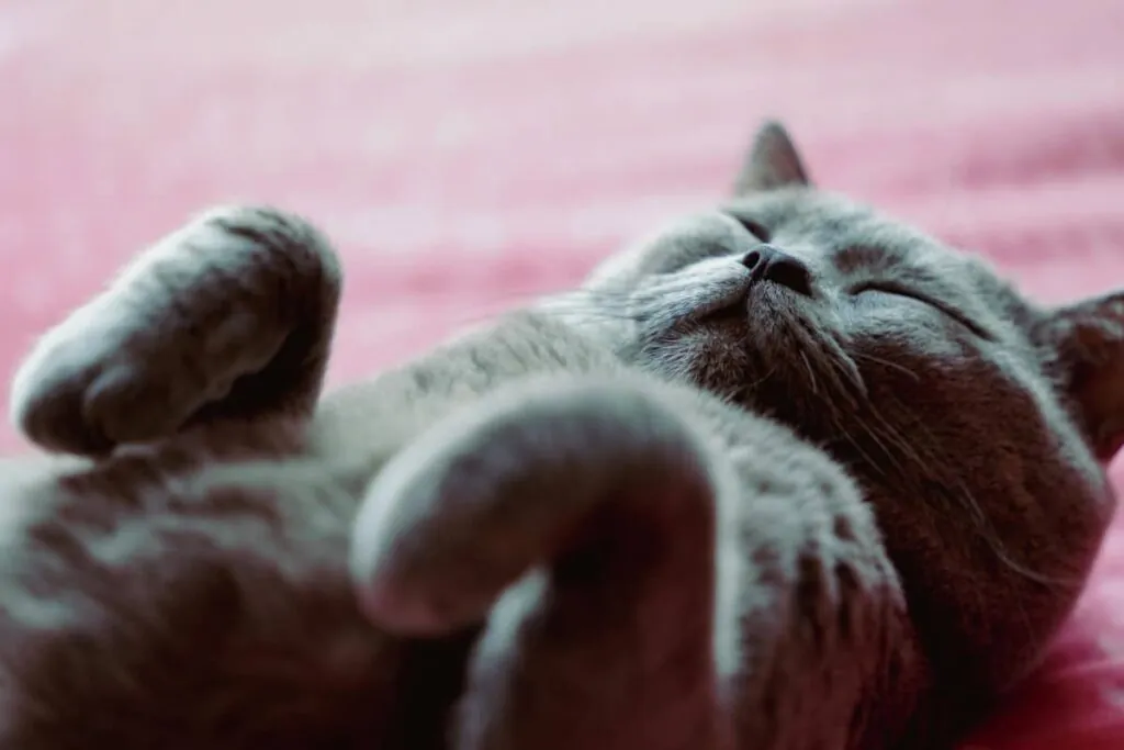 Британська короткошерста задоволена лежить на спині