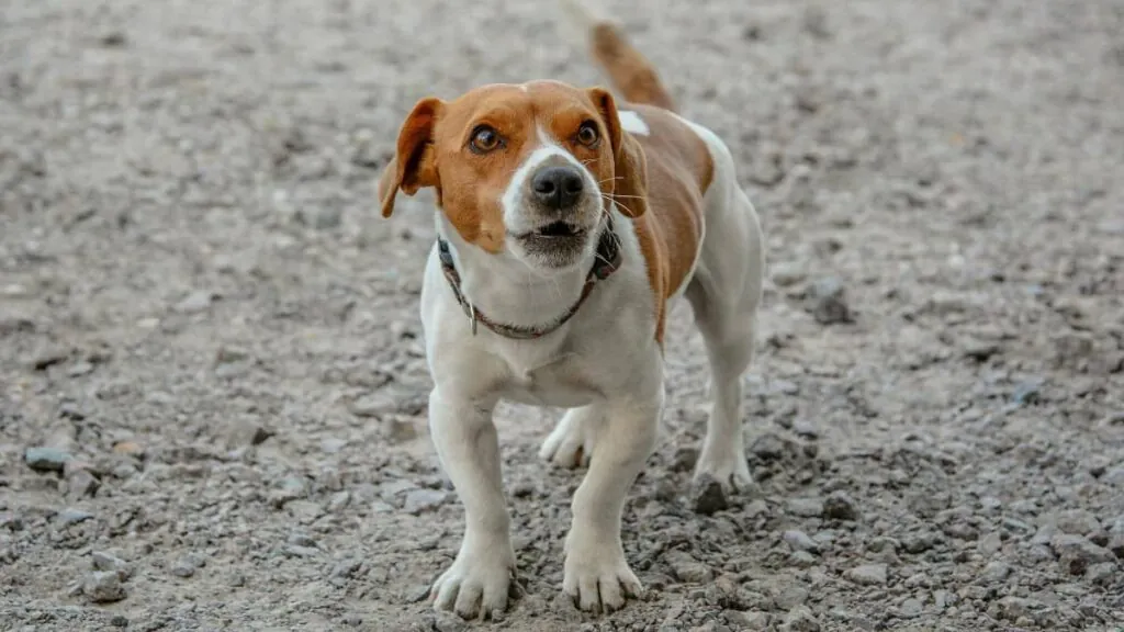 бігль на березі