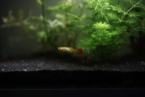 Гуппі в акваріумі, чорний грунт, зелені водорості