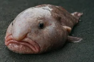 Риба крапля