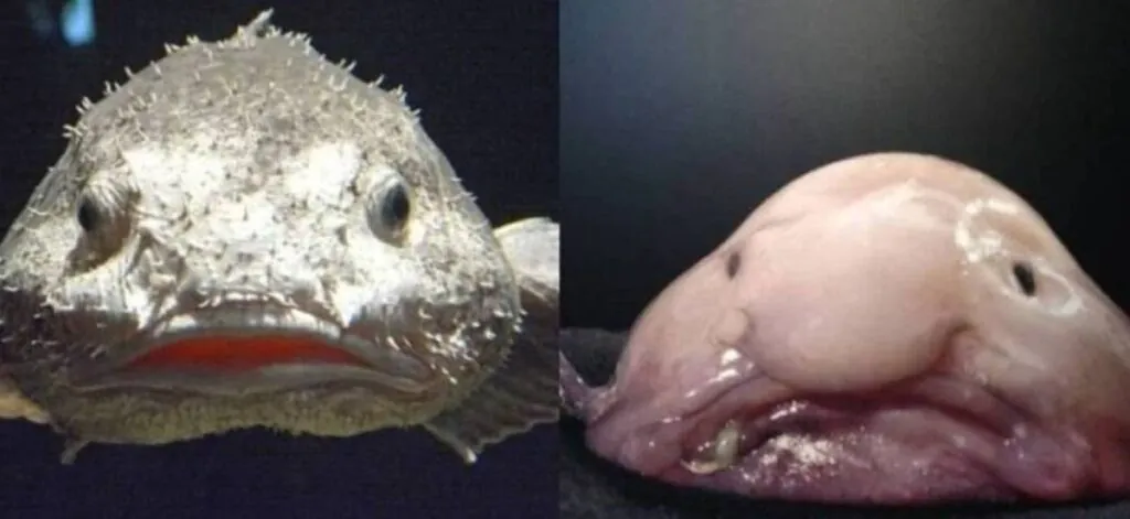 Рыба капля сравнения под водой и на суше