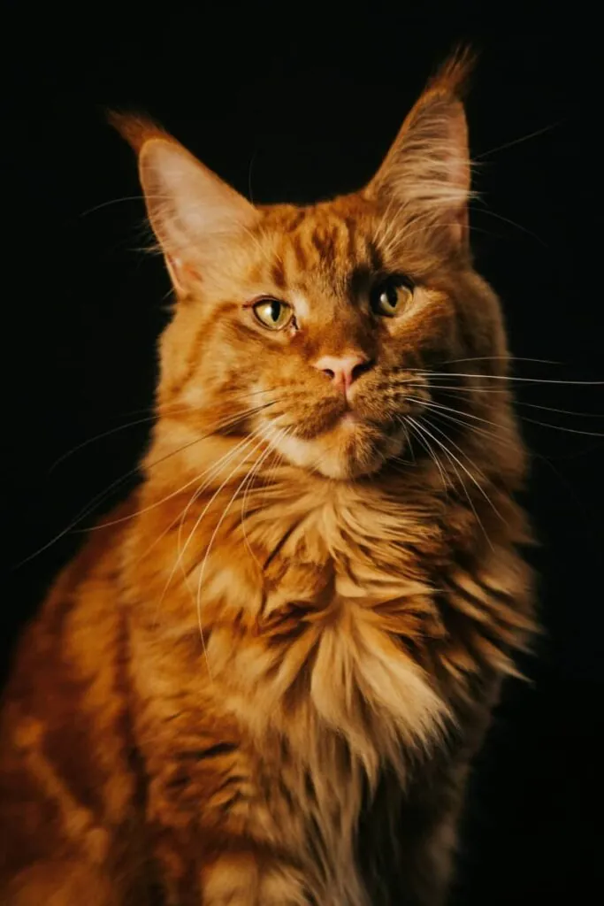 Велетенський рижий мейн-кун.