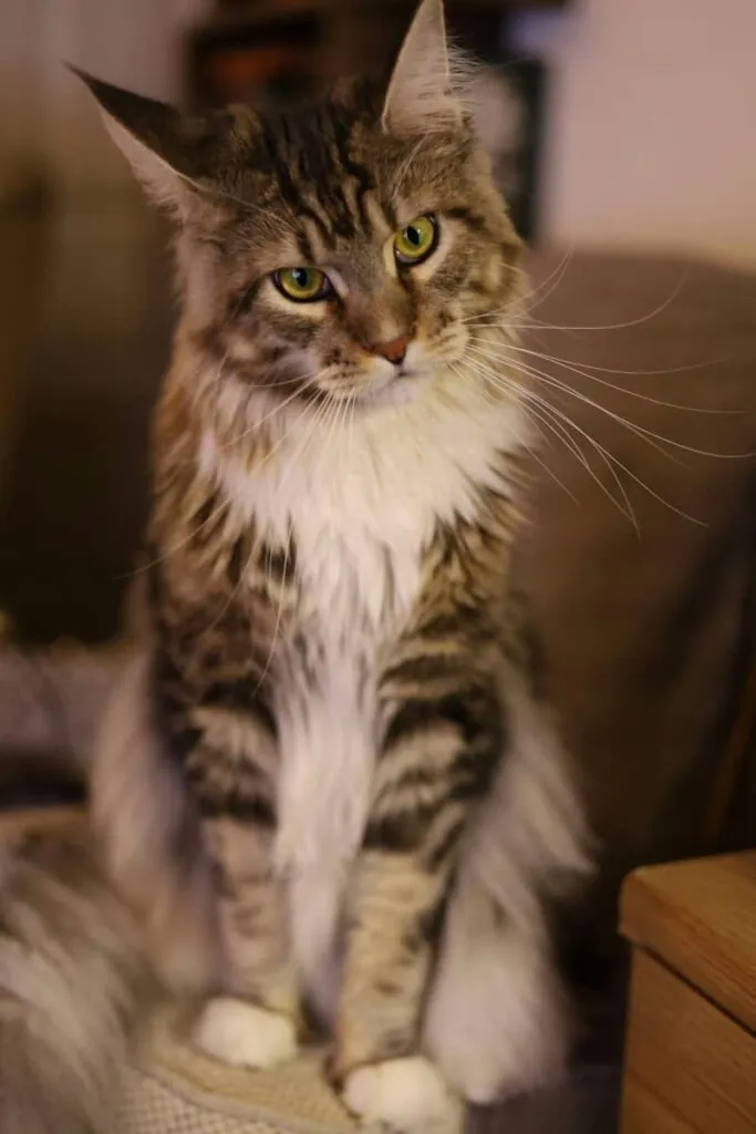 заинтересованный взгляд кота мейн-куна