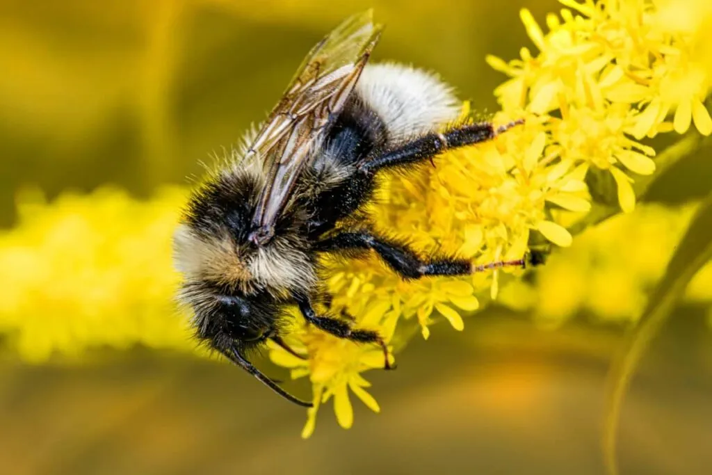пчела - детальное фото