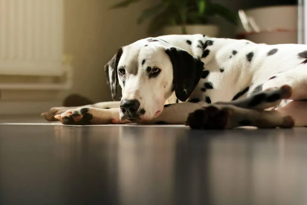 Далматинець вдома відпочіває на підлозі