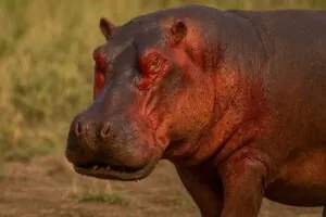 Красный бегемот