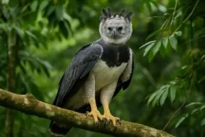 Гарпия сидит