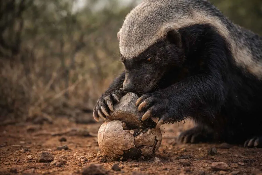 Розумний медоїд використовує підручні засоби як інструменти для добування їжі.