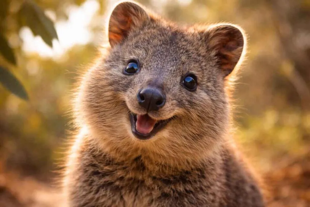 Крупний план квоки, що "посміхається", з розмитим зеленим фоном.
